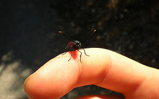 black and red fly on finger during daytime HD wallpaper